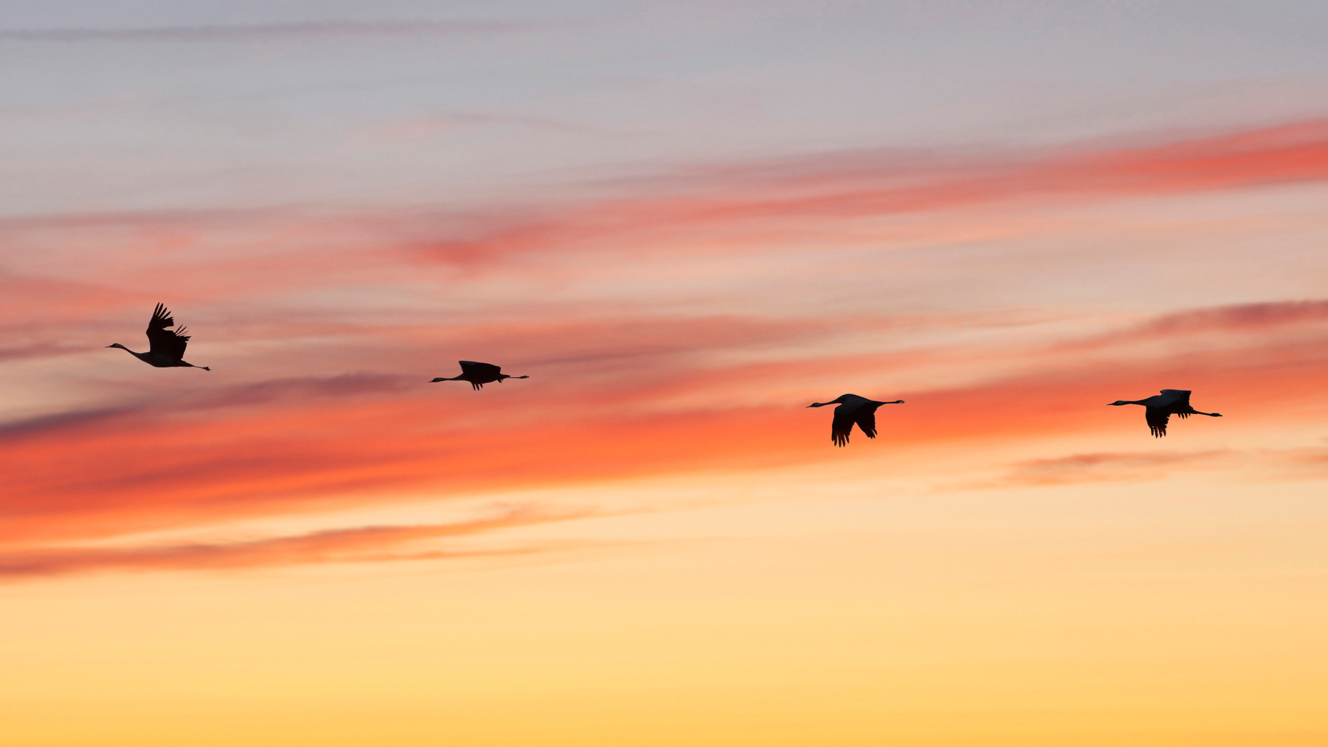 Grues Der