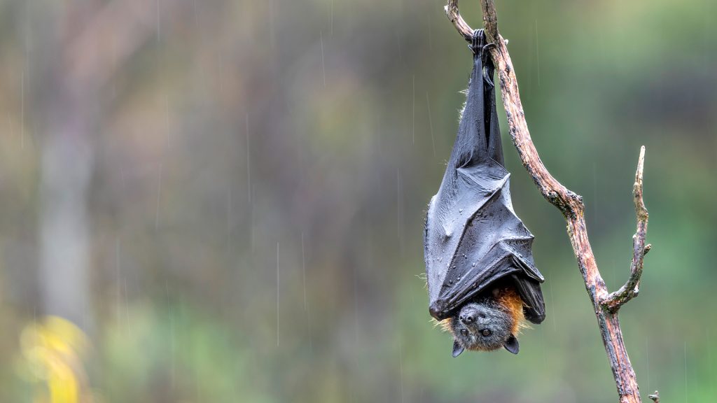 Hanging Bat