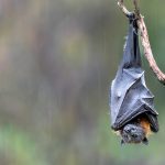 Hanging Bat