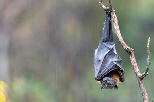 Hanging Bat