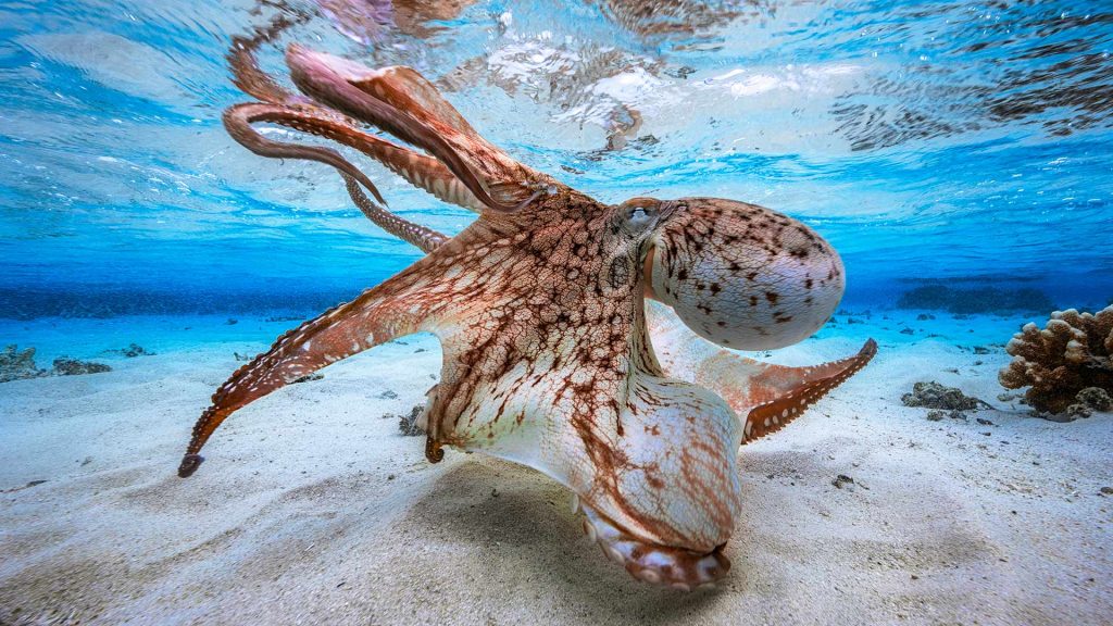 Mayotte Octopus