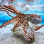 Mayotte Octopus
