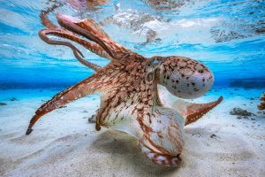 Mayotte Octopus