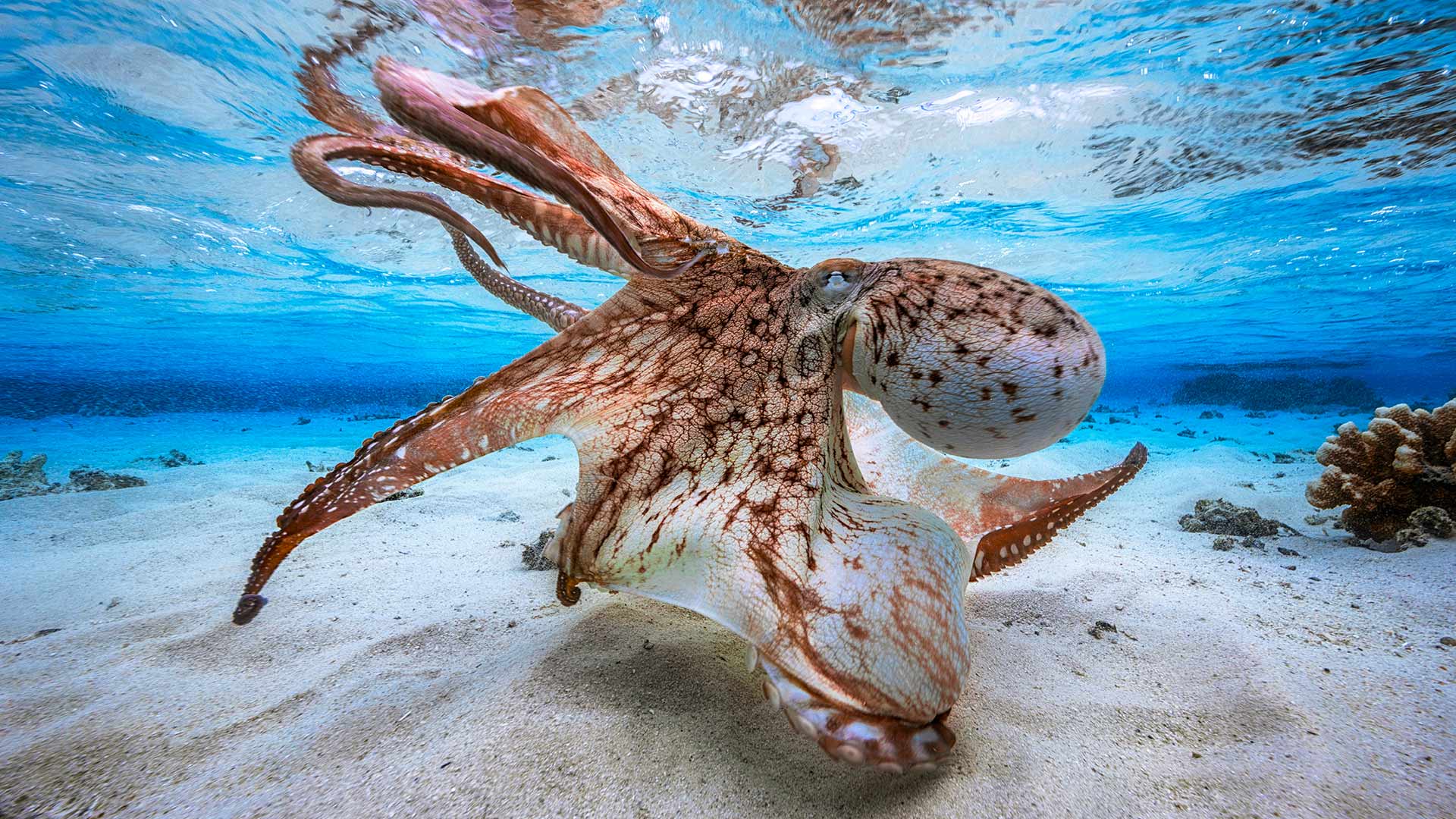 Mayotte Octopus