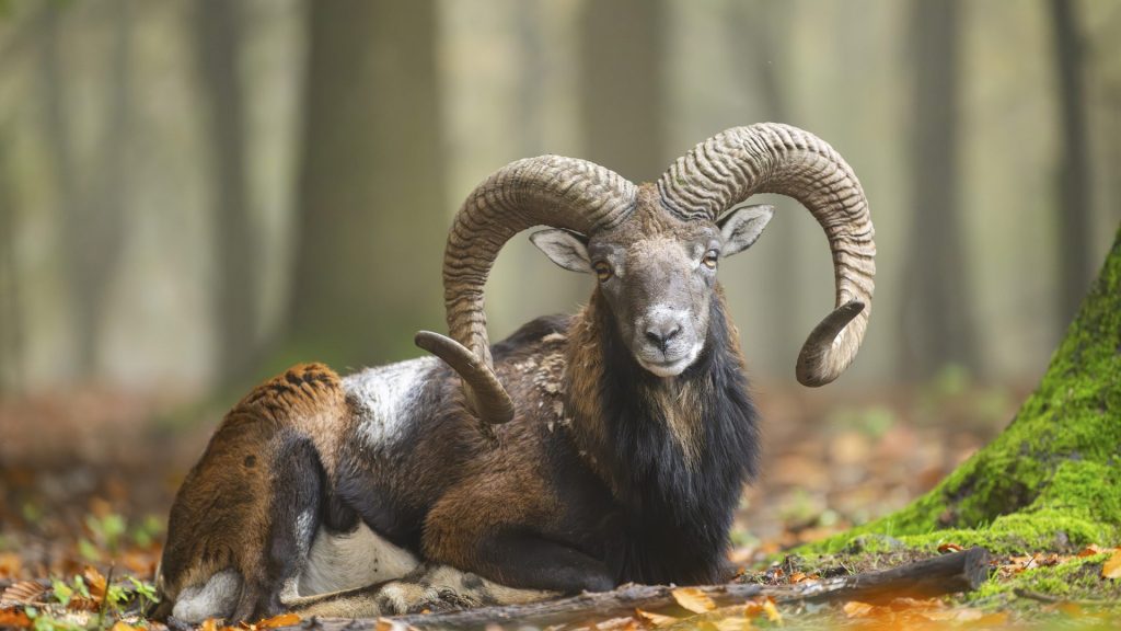 Mouflon Autumn