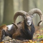 Mouflon Autumn
