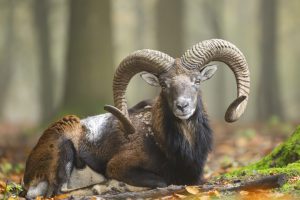 Mouflon Autumn