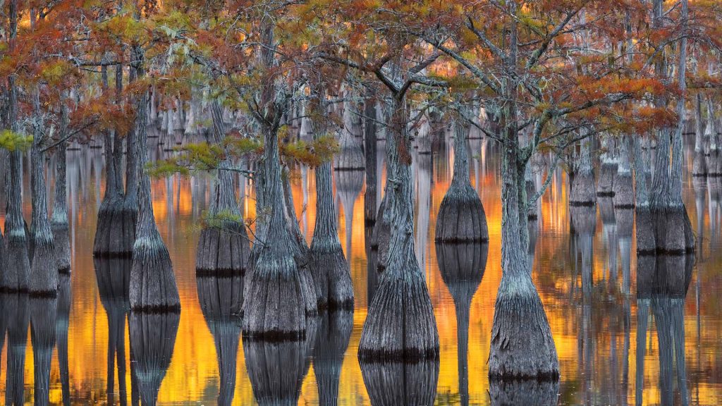 Pond Cypress
