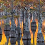 Pond Cypress