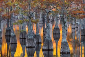 Pond Cypress