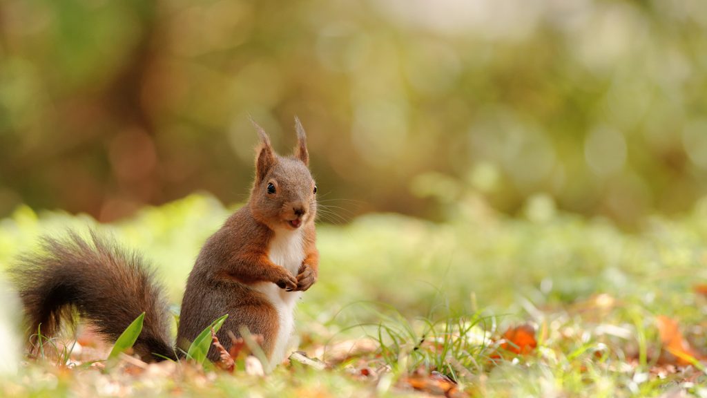 Smiling Squirrel