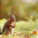 Smiling Squirrel