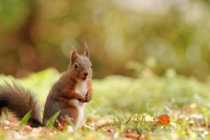 Smiling Squirrel