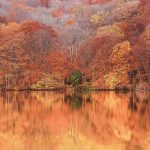 Tsutanuma Momiji2026