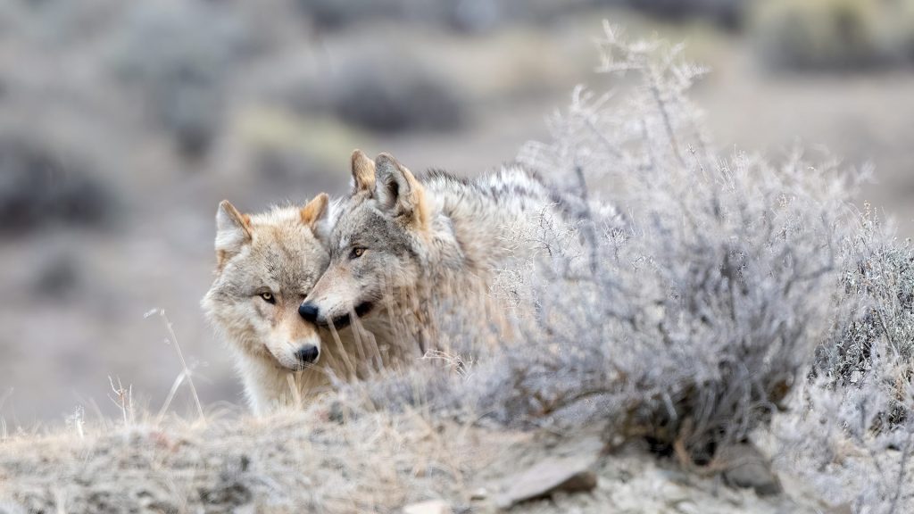 Yellowstone Wolves