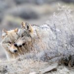 Yellowstone Wolves