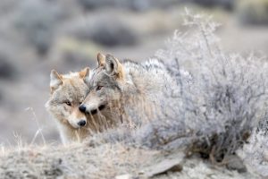 Yellowstone Wolves
